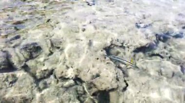 Berrak deniz suyunda renkli balık foots karşı losyonları. Cerrah balığı. Kızıldeniz. Mısır, Afrika.