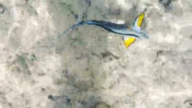 Berrak deniz suyunda renkli balık foots karşı losyonları. Cerrah balığı. Kızıldeniz. Mısır, Afrika.