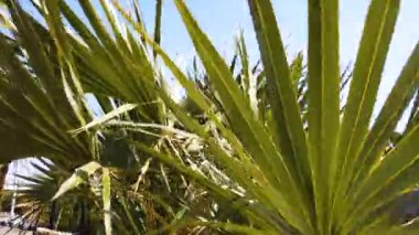 Mavi gökyüzünde geçen palmiye ağaçları. Avuç içi boyunca yürümek. Afrika, Mısır