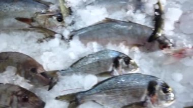 Kamera buz üzerinde dinlenen bir dizi balık boyunca hareket eder. Market, Sharm el Sheikh, Mısır, Afrika