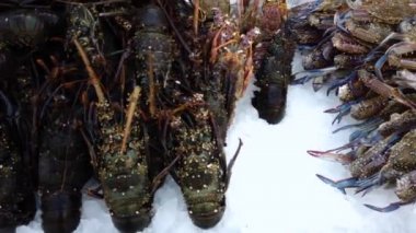 Kamera buz üzerinde dinlenen bir dizi balık boyunca hareket eder. Market, Sharm el Sheikh, Mısır, Afrika