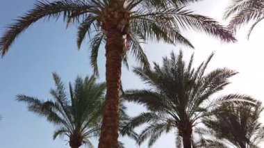 Mavi gökyüzünde geçen palmiye ağaçları. Avuç içi boyunca yürümek. Afrika, Mısır