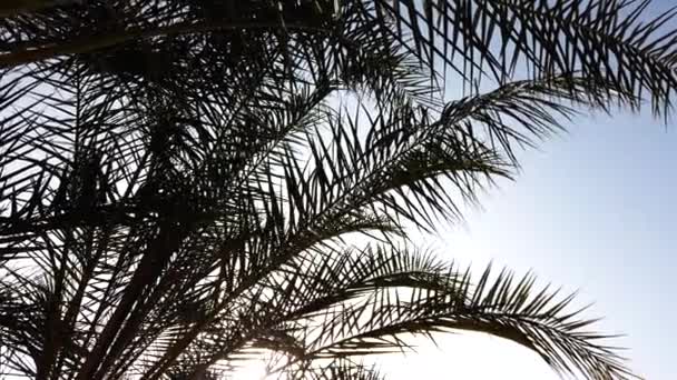 Palm Trees Passing Blue Sky Walking Palms Africa Egypt — Stock Video