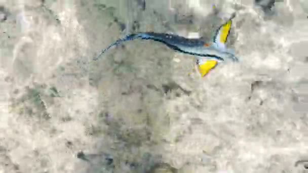 Kleurrijke Vissen Helder Zeewater Wrijft Tegen Foots Doktorsvis Rode Zee — Stockvideo