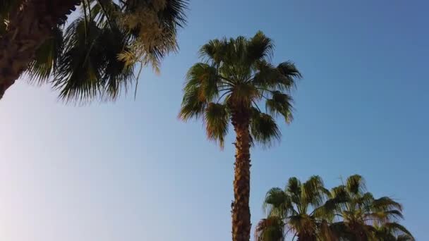Palmen Ziehen Einem Blauen Himmel Vorbei Wandern Entlang Der Palmen — Stockvideo