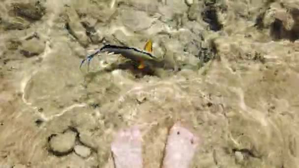 Peixe Colorido Água Mar Limpa Esfrega Contra Pés Peixe Cirurgião — Vídeo de Stock