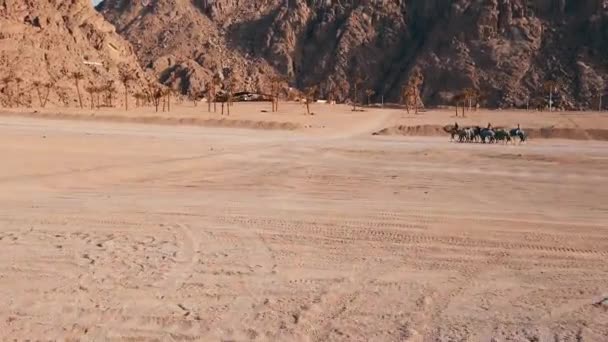 Mısır Çölünde Sinematik Dağ Çölde Araba Sürmek Deve Grubu — Stok video