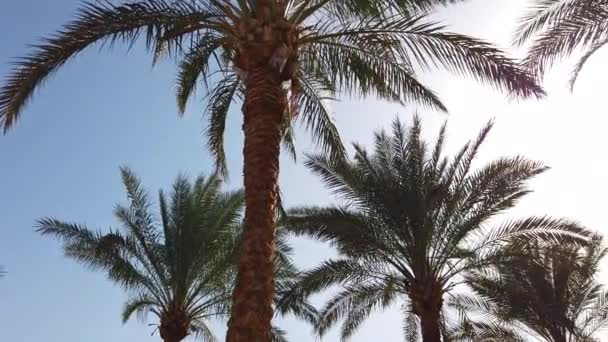 Palmy Przechodzącej Przez Błękitne Niebo Chodzenie Dłoniach Afryka Egipt — Wideo stockowe