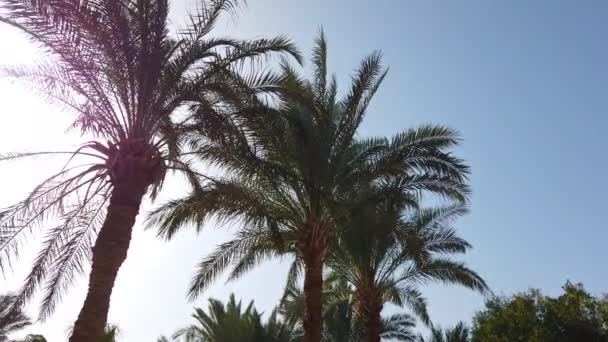 Palmen Ziehen Einem Blauen Himmel Vorbei Wandern Entlang Der Palmen — Stockvideo