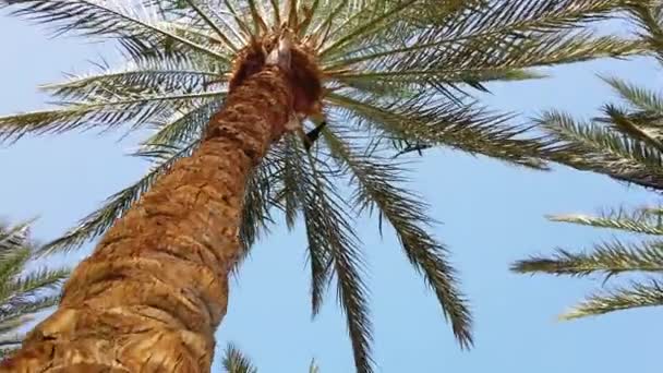 Palmy Przechodzącej Przez Błękitne Niebo Chodzenie Dłoniach Afryka Egipt — Wideo stockowe