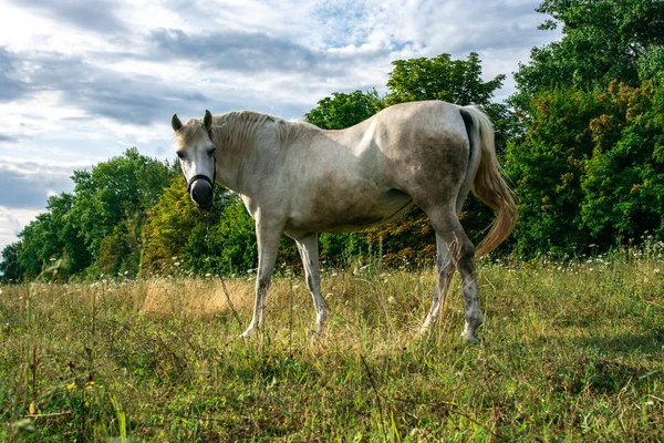 Fehér ló maradjon a mezőn. Falu az erdő közelében — Stock Fotó