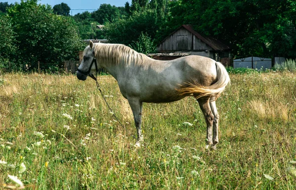 Vita hästar stannar i fält. Byn nära skogen — Stockfoto