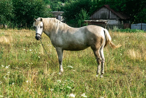 Beyaz at sahada kalsın. Ormanın yakınındaki köy.
