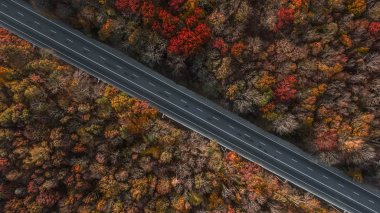 Güzel sonbahar ormanlarındaki yol manzarası