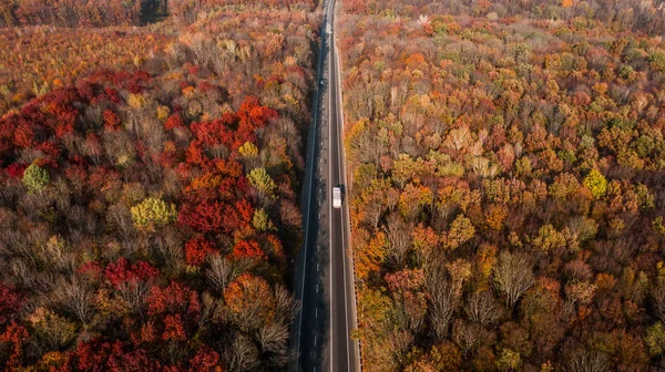 Güzel sonbahar ormanlarındaki yol manzarası