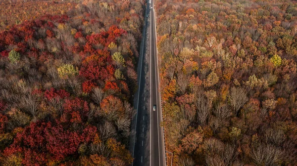 Güzel sonbahar ormanlarındaki yol manzarası