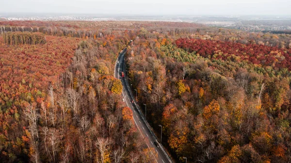Güzel sonbahar ormanlarındaki yol manzarası