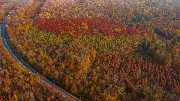 Güzel sonbahar ormanlarındaki yol manzarası