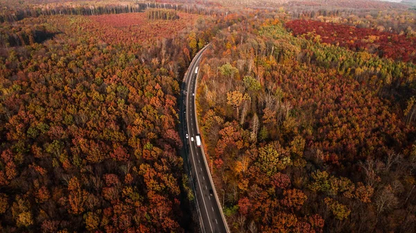 Güzel sonbahar ormanlarındaki yol manzarası