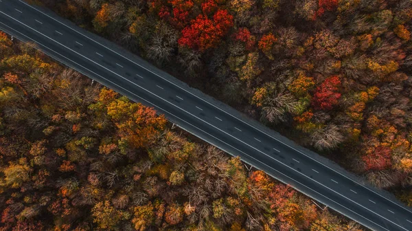 Güzel sonbahar ormanlarındaki yol manzarası