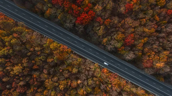 Güzel sonbahar ormanlarındaki yol manzarası