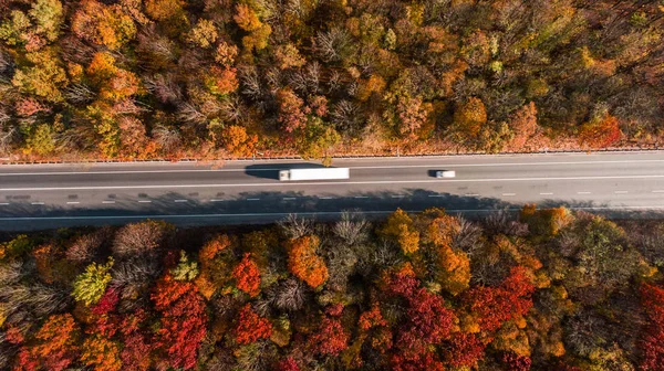 Güzel sonbahar ormanlarındaki yol manzarası
