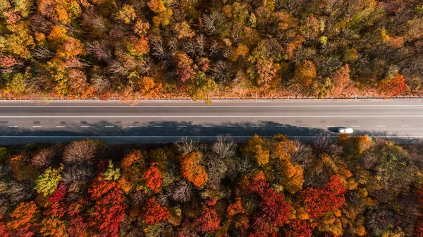 Güzel sonbahar ormanlarındaki yol manzarası