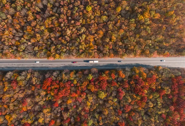 Güzel sonbahar ormanlarındaki yol manzarası