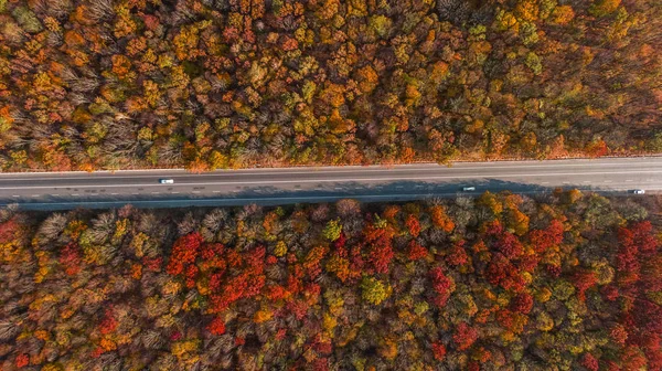 Güzel sonbahar ormanlarındaki yol manzarası
