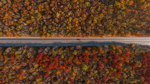Güzel sonbahar ormanlarındaki yol manzarası