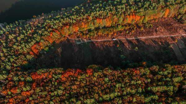 Sonbahar manzarası. Hava görüntüsü. Tepedeki sonbahar ormanı