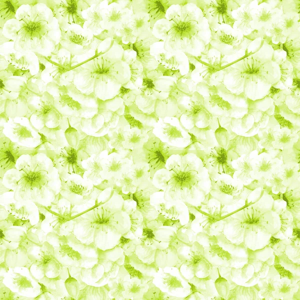 Patrón sin costuras. Color cereza. Rama Sakura con flores. Imagen de la primavera. Ilustración en acuarela. Elemento de diseño. fondo verde . — Foto de Stock