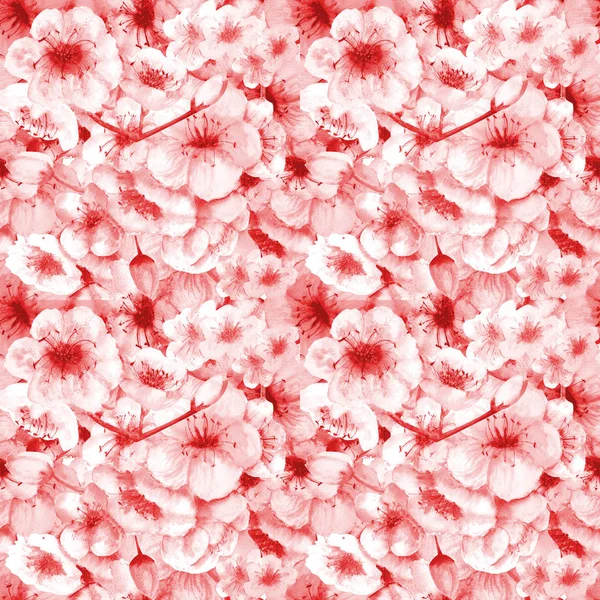 无缝模式。樱桃色。樱花分枝与花。春天的图像。框架。水彩插图。设计元素, 红色背景 — 图库照片