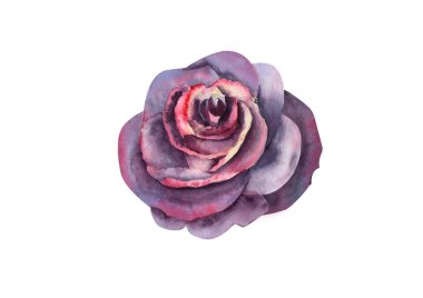 Koyu Gül, açık bir Bud. Suluboya Illustration. Clipart beyaz arka planda izole. Davetiyeler, kartpostallar, vb için kullanılabilir.