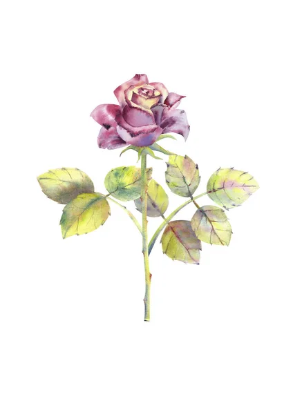 Rosa oscura, brote abierto, tronco, hojas. Ilustración en acuarela. Clipart aislado sobre fondo blanco. Se puede utilizar para invitación, postal, etc. . — Foto de Stock