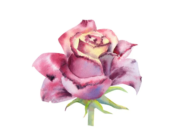 Rosa Negra, um Bud aberto. Ilustração aquarela. Clipart isolado em fundo branco. Pode ser usado para convites, cartões postais, etc. . — Fotografia de Stock