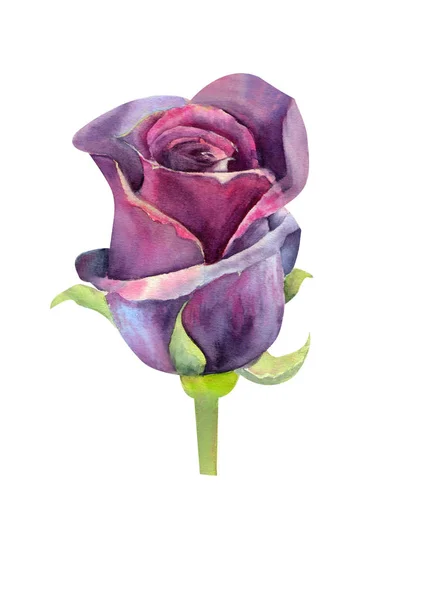 Dark rose, a closed Bud. Watercolor illustration. Clipart isolated on white background. Can be used for invitation, postcard, etc. — Stock Photo, Image