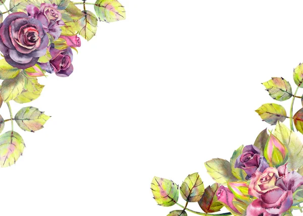 Blüten aus dunklen Rosen, grünen Blättern, Komposition. horizontale Rahmenorientierung. das Konzept der Hochzeitsblumen. Aquarellkompositionen für die Gestaltung von Grußkarten oder Einladungen. — Stockfoto