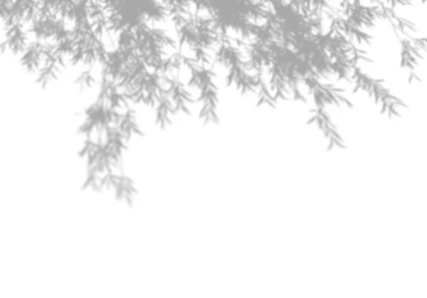 Zomer achtergrond van schaduwen boom op een witte muur. Wit en zwart voor het bedekken van een foto of mockup — Stockfoto
