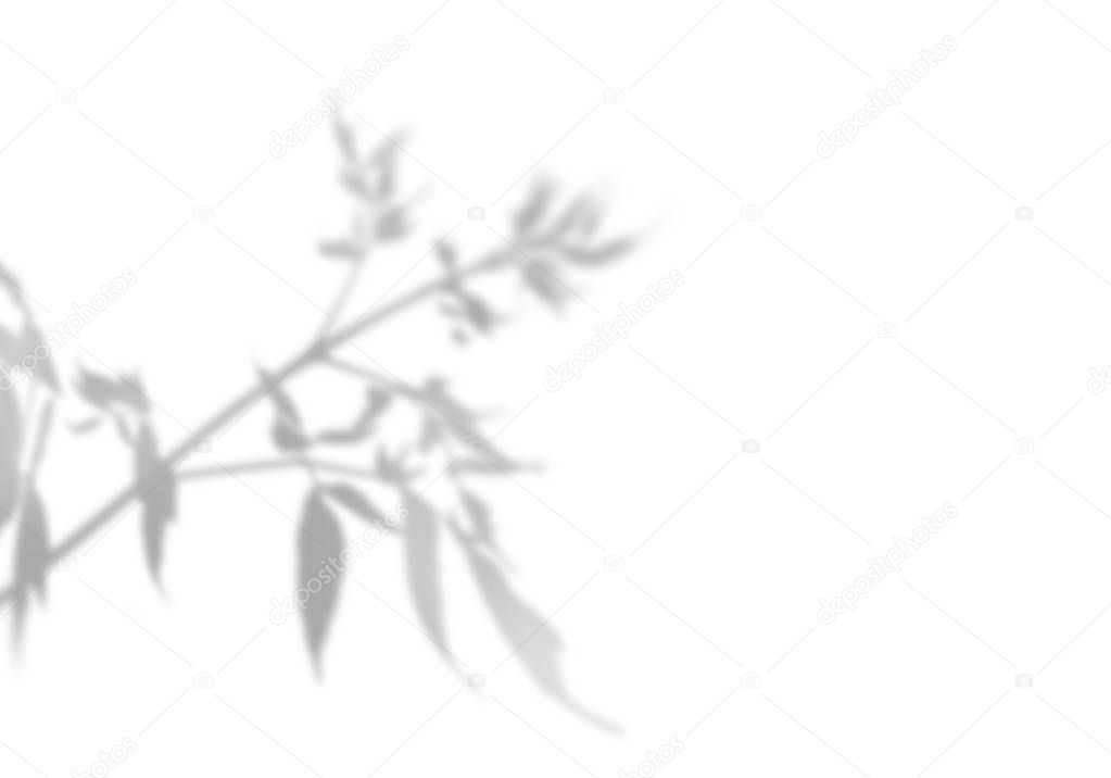 The shadow of the plant on the white wall. Black and white summer background for photo overlay or mockup