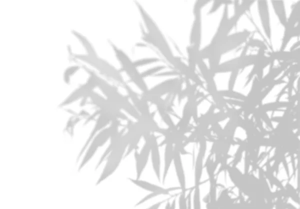 De schaduw van een exotische plant op een witte muur. Zwart-wit beeld voor foto-overlay of de mockup — Stockfoto