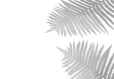 Beyaz duvardaki tropikal yaprakların gölgesi. Fotoğrafları veya maketi kaplamak için siyah beyaz görüntü