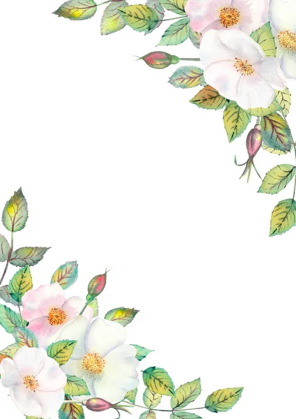 Λουλούδια από λευκό τριαντάφυλλο γοφούς, κόκκινα φρούτα, πράσινα φύλλα, η σύνθεση σε ένα γεωμετρικό χρυσό πλαίσιο. Αφίσα λουλουδιών, πρόσκληση. Υδατοχρωματικές συνθέσεις για το σχεδιασμό ευχετήριων καρτών ή προσκλήσεων. — Φωτογραφία Αρχείου
