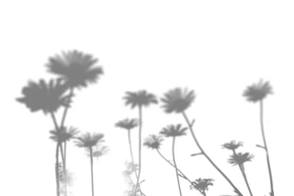 Тінь польової трави на білій стіні. Чорно-біле зображення для накладання або маскування фотографій — стокове фото