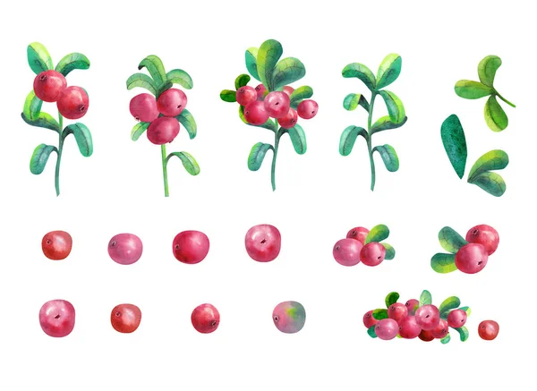 Ripe berry cowberry on white background is isolated. Clipart. Watercolor illustration. — Stock Photo, Image