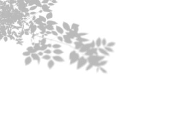 Beyaz bir duvarda gölgeler ağacının yaz arka planı. Fotoğraf veya mockup için beyaz ve siyah