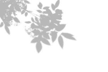 Beyaz bir duvarda gölgeler ağacının yaz arka planı. Fotoğraf veya mockup için beyaz ve siyah