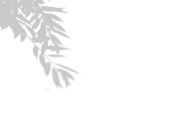 白色墙上的阴影树的夏季背景。白色和黑色叠加照片或模型 — 图库照片