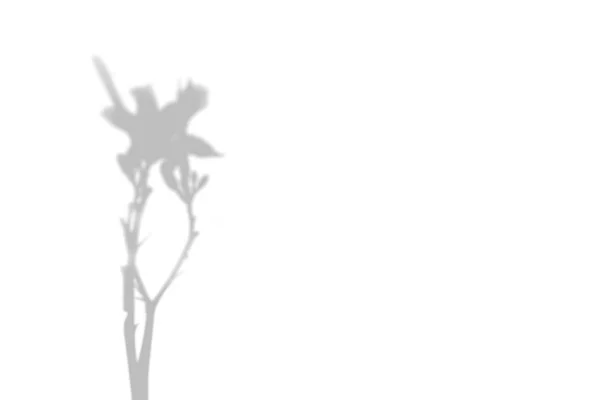 Skuggan av växten på den vita väggen. Svart och vit sommar bakgrund för foto överlägg eller mockup — Stockfoto