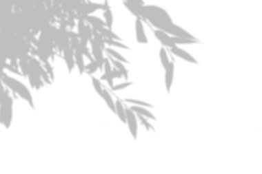 Beyaz duvardaki bitkinin gölgesi. Fotoğraf kaplaması veya maketi için siyah ve beyaz yaz arkaplanı